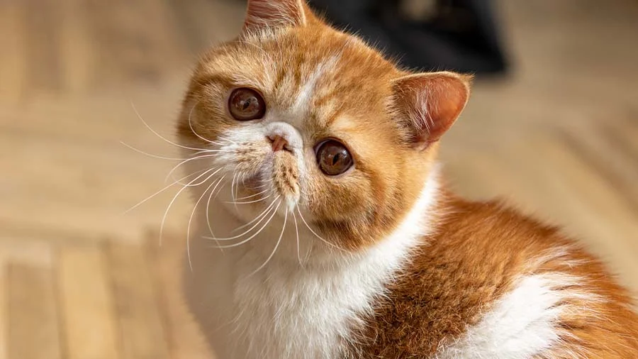 في منشور #متداول على مواقع التواصل الاجتماعية .