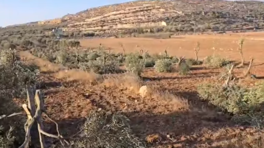 مستوطنون يقطعون نحو 120 شجرة زيتون في قرى شمال شرق رام الله