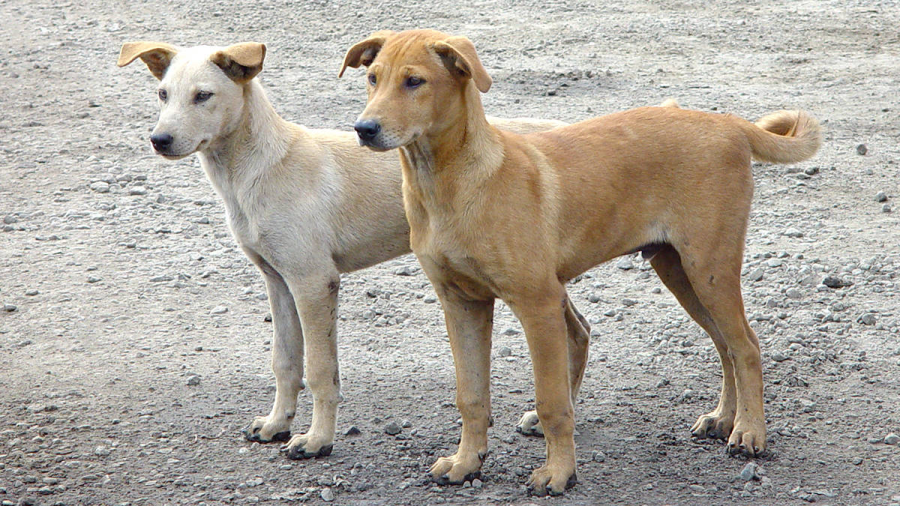 أمانة عمّان تواصل برنامج السيطرة على الكلاب الضالة لتعزيز الصحة والسلامة العامة