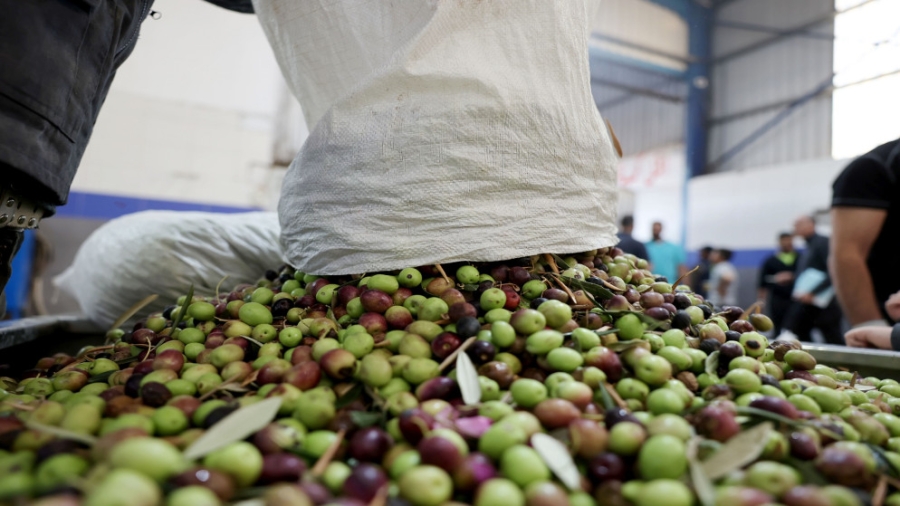 وزارة الزراعة توقف تصدير الزيتون الأخضر بسبب تراجع الإنتاج هذا الموسم
