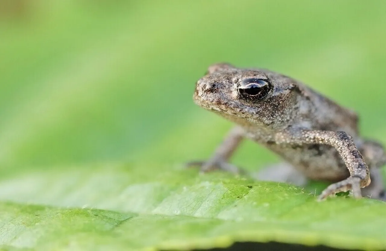 عجوز صينية تأكل ثماني ضفادع حية لتشفى من ألم في ظهرها