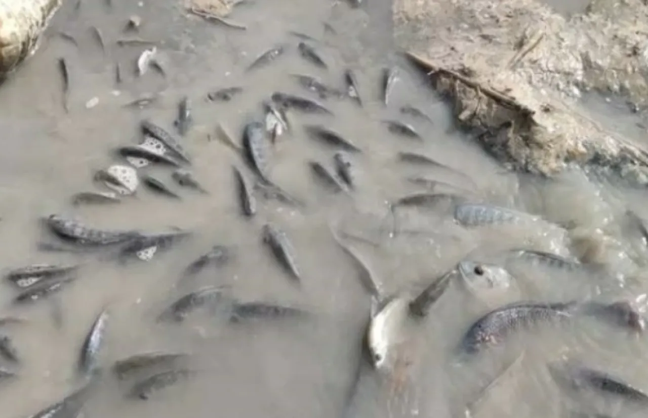 البيئة: لا مؤشرات على تلوث في سد الموجب بعد ظهور حالات نفوق محدودة للأسماك