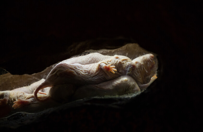 أغرب حيوان في الطبيعة يحمل سر طول العمر!