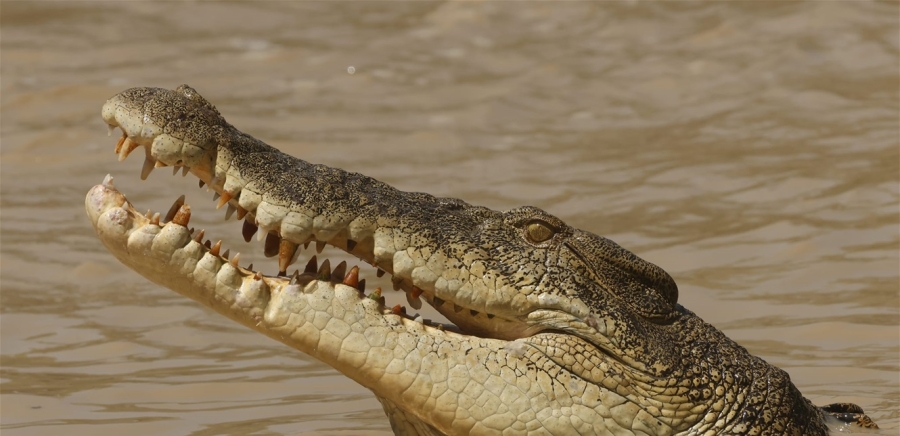 معجزة في عالم البرية... تمساح يصاب في رأسه و ينجو بأعجوبة!