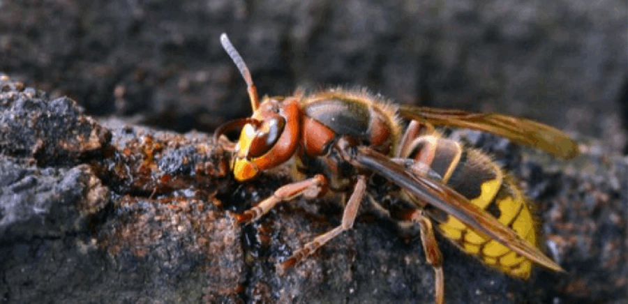 أثناء ممارسة الرياضة.. دبابير أنهت حياة رجل وابنه