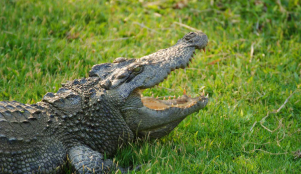 هل تبكي التماسيح حقا؟ .. إليك الحقيقة وراء دموع التماسيح