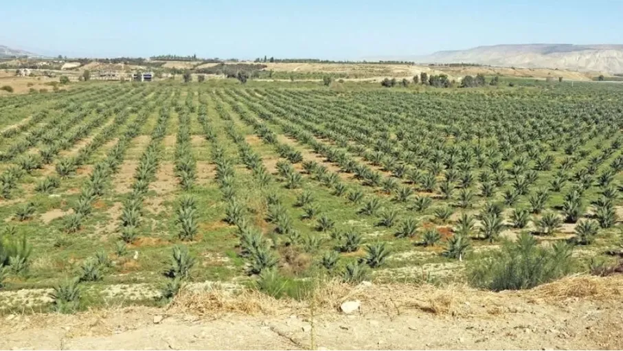 دعوات لتحويل وادي الأردن إلى إقليم تنموي مستدام يعزز الاقتصاد الوطني ويوفر فرص عمل