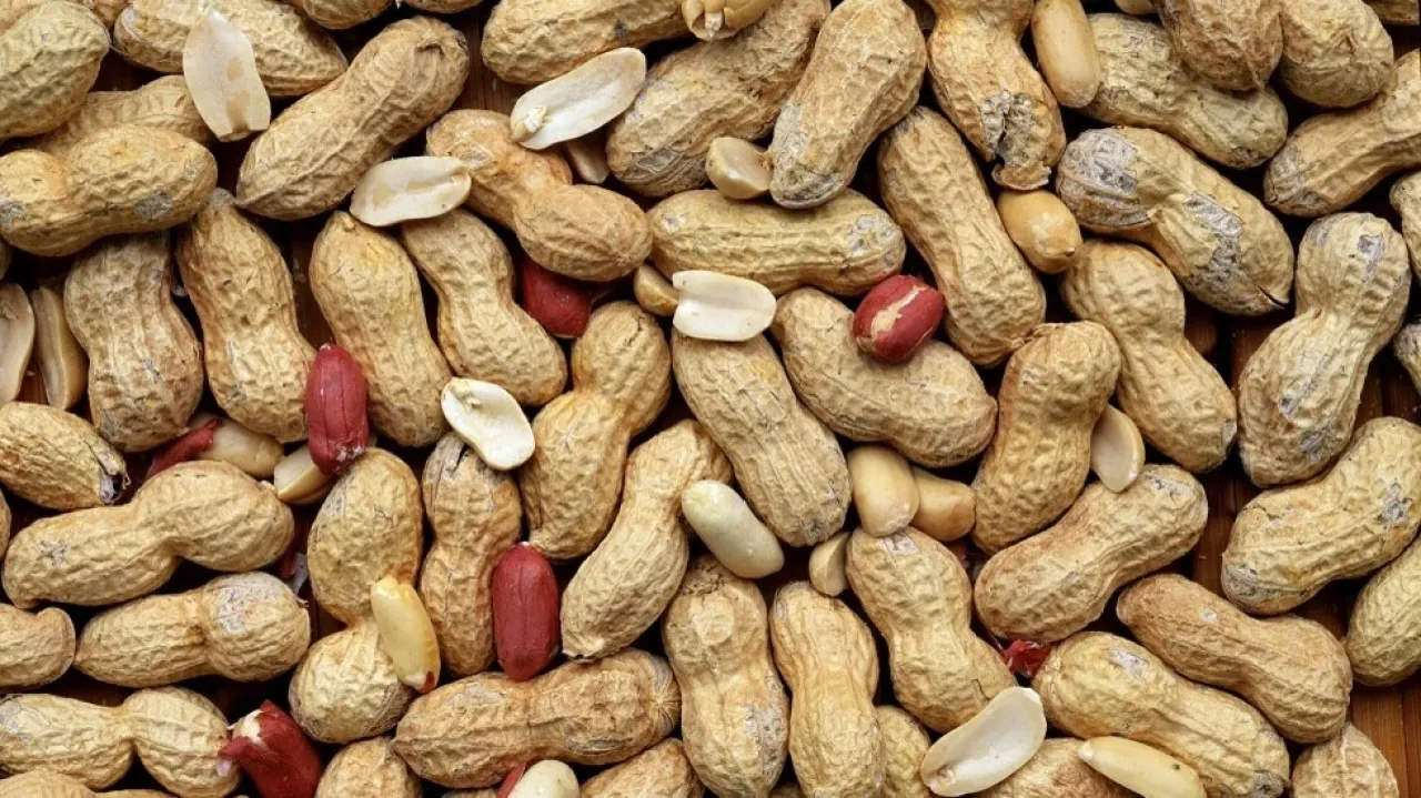 دراسة: تناول 60 غراماً من الفول السوداني يومياً يعزز الذاكرة بنسبة 6