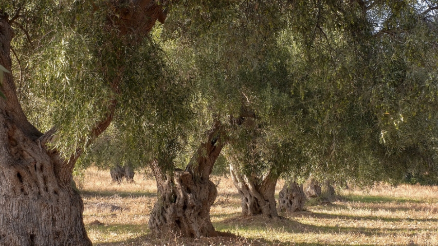 وزارة الثقافة: شجرة المهراس تشكل نموذجا يعبّر عن هوية الأردني