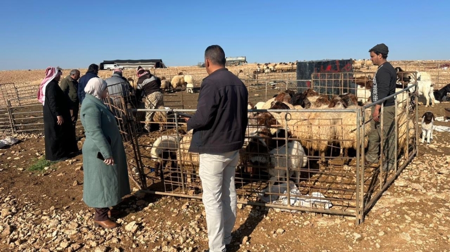 زراعة البادية الشمالية الغربية ترقم 25 ألف رأس من الضأن والماعز