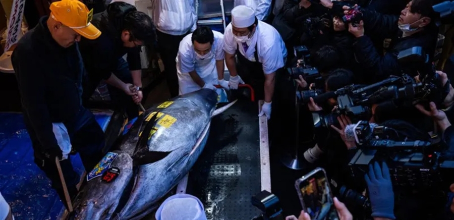 في المزاد الاول لعام 2026.. سمكة تونة تباع بـ3.2 مليون دولار في طوكيو