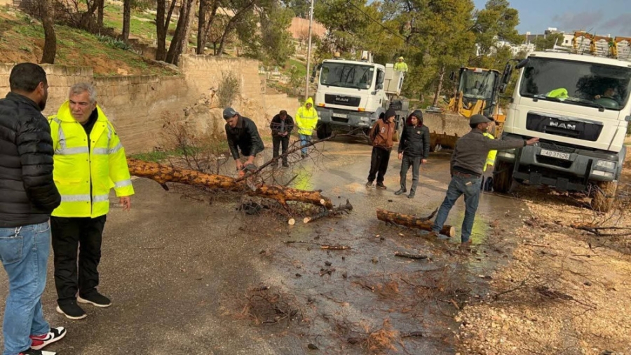 جرش .. كوادر طوارئ دير الليات تتعامل مع سقوط شجرة على عمود كهرباء