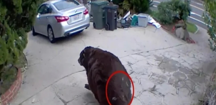 دب اختبئ 37 يوما في أحد المنازل.. هكذا تم إخراجه