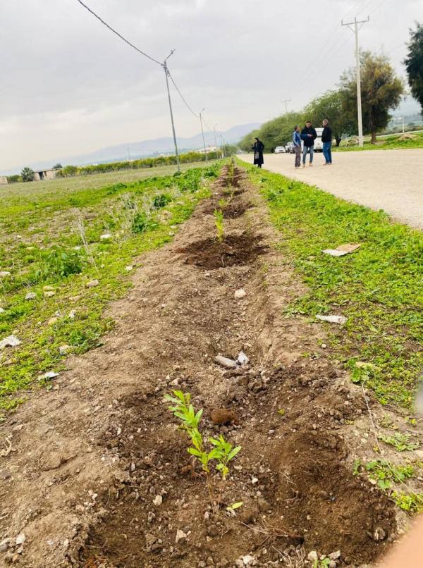 بلديات عمّان تشارك في حملة التشجير والتخضير بغرس نحو 7 آلاف شجرة