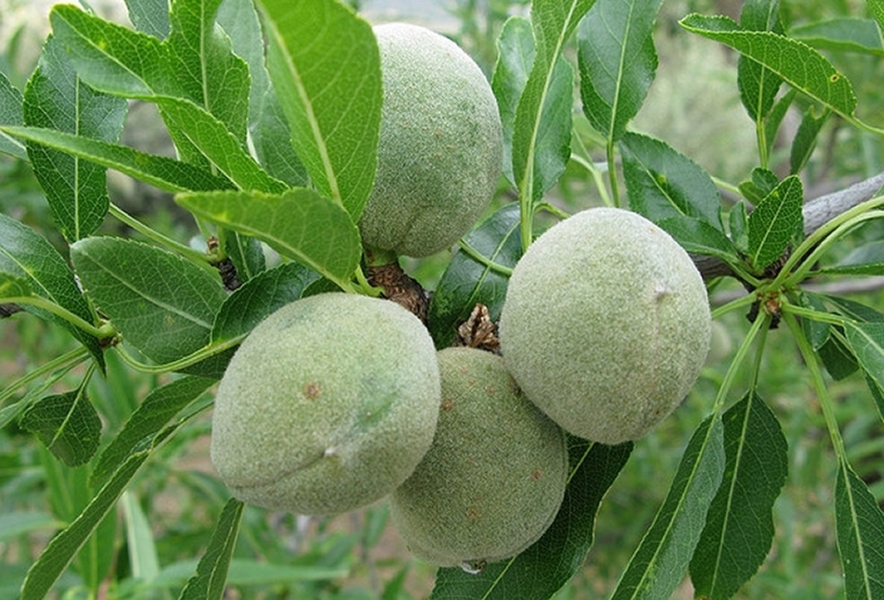 تعاون بين المركز الوطني للبحوث الزراعية والفاو للحفاظ على أصناف اللوز المحلية وتعزيز الزراعة المستدامة