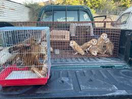 جهود وطنية تحد من الصيد الجائر وتعزز حماية الحياة البرية في الأردن