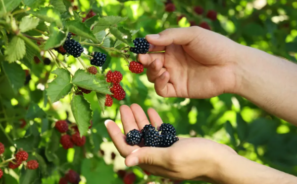 التوت الأسود.. الفاكهة الصغيرة بفوائد صحية كبيرة للدماغ والقلب والعظام