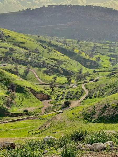 بالفيديو ... ربيع الأردن 2026 يسرق القلوب… ومؤثرون قطريون: كأنها قطعة من الجنة